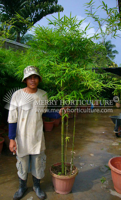 Bamboo (pot)